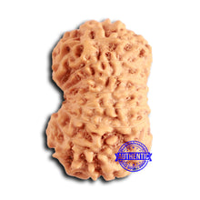 Load image into Gallery viewer, 16 Mukhi Rudraksha from Indonesia - Bead No. 283
