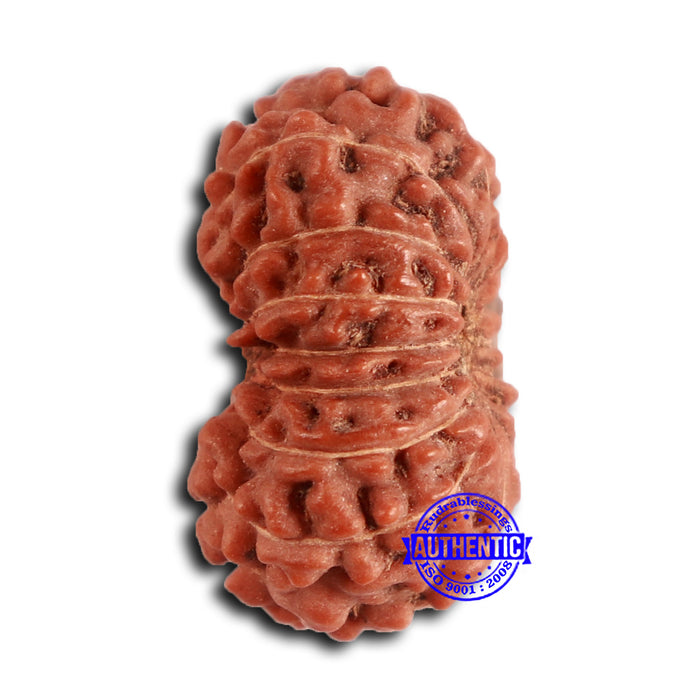 16 Mukhi Rudraksha from Indonesia - Bead No. 284