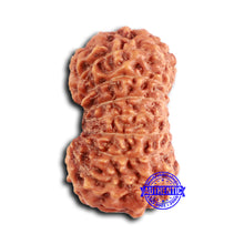 Load image into Gallery viewer, 16 Mukhi Rudraksha from Indonesia - Bead No. 285

