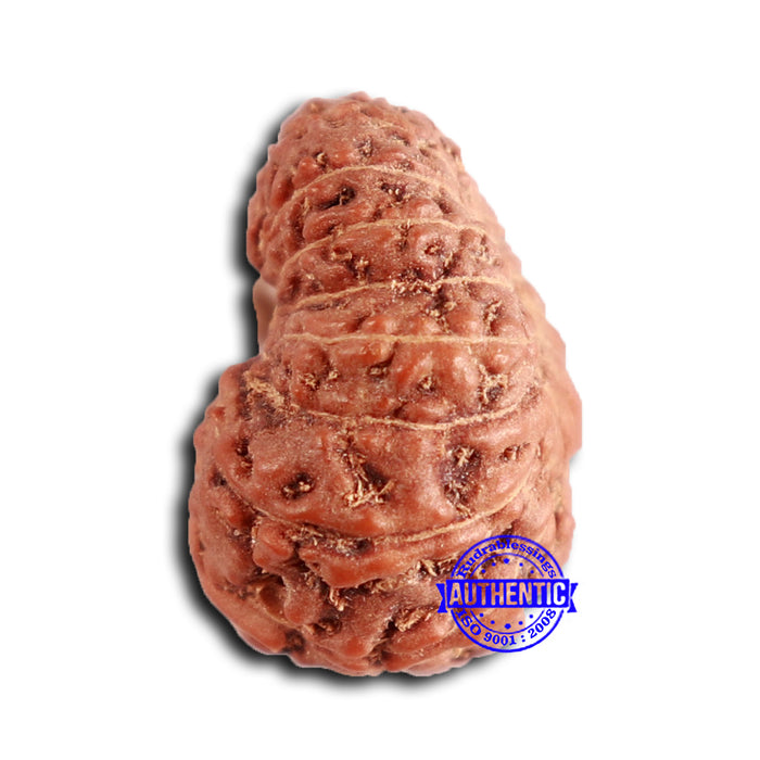 16 Mukhi Rudraksha from Indonesia - Bead No 286