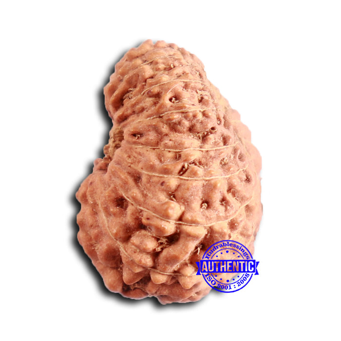 16 Mukhi Rudraksha from Indonesia - Bead No 288