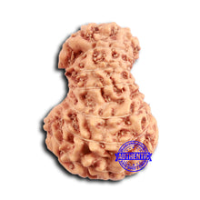 Load image into Gallery viewer, 16 Mukhi Rudraksha from Indonesia - Bead No. 289
