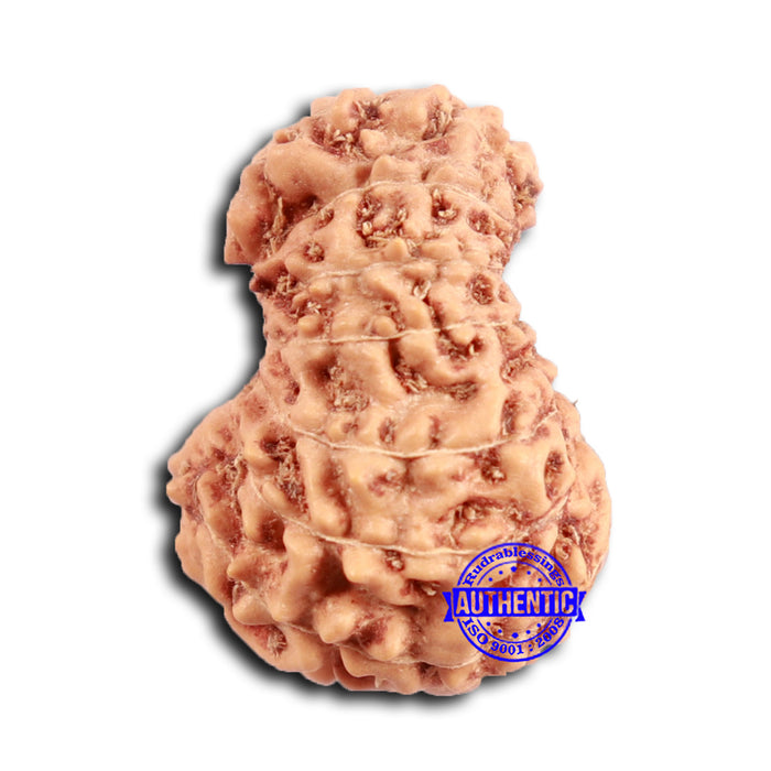 16 Mukhi Rudraksha from Indonesia - Bead No. 289