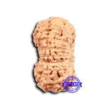Load image into Gallery viewer, 16 Mukhi Rudraksha from Indonesia - Bead No 290

