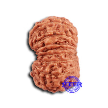 Load image into Gallery viewer, 16 Mukhi Rudraksha from Indonesia - Bead No. 291
