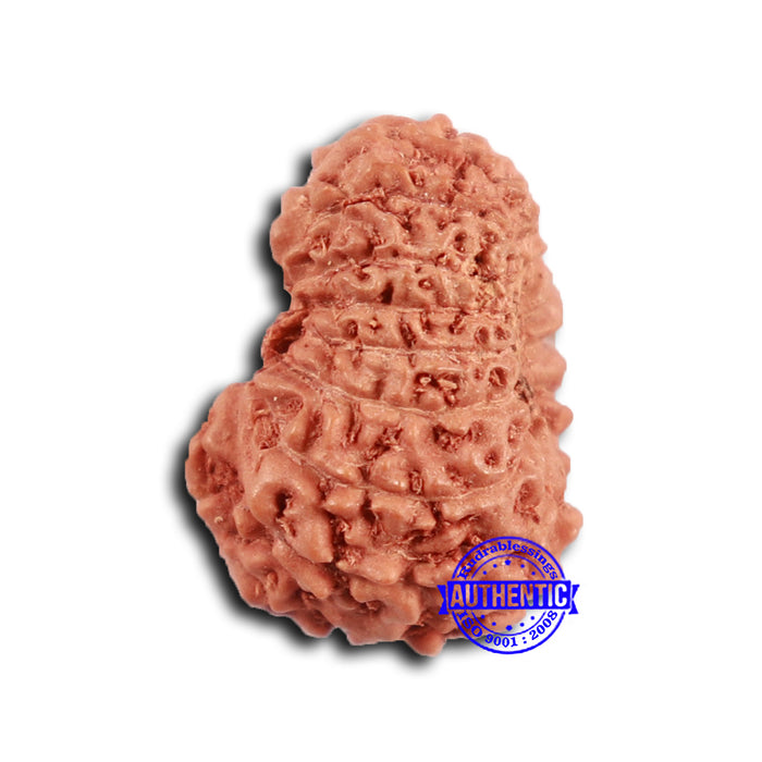 16 Mukhi Rudraksha from Indonesia - Bead No 292