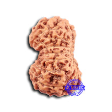 Load image into Gallery viewer, 16 Mukhi Rudraksha from Indonesia - Bead No. 294
