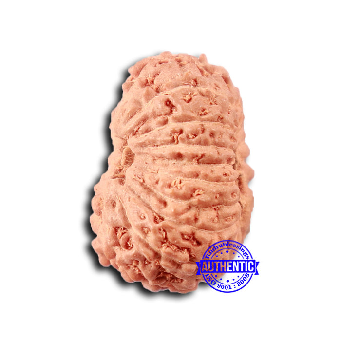 16 Mukhi Rudraksha from Indonesia - Bead No 295