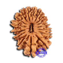 Load image into Gallery viewer, 16 Mukhi Rudraksha from Nepal - Bead No. 105
