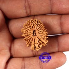 Load image into Gallery viewer, 16 Mukhi Rudraksha from Nepal - Bead No. 105
