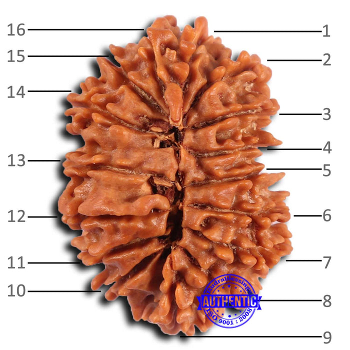 16 Mukhi Rudraksha from Nepal - Bead No. 106