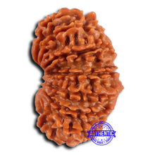 Load image into Gallery viewer, 16 Mukhi Rudraksha from Nepal - Bead No. 106
