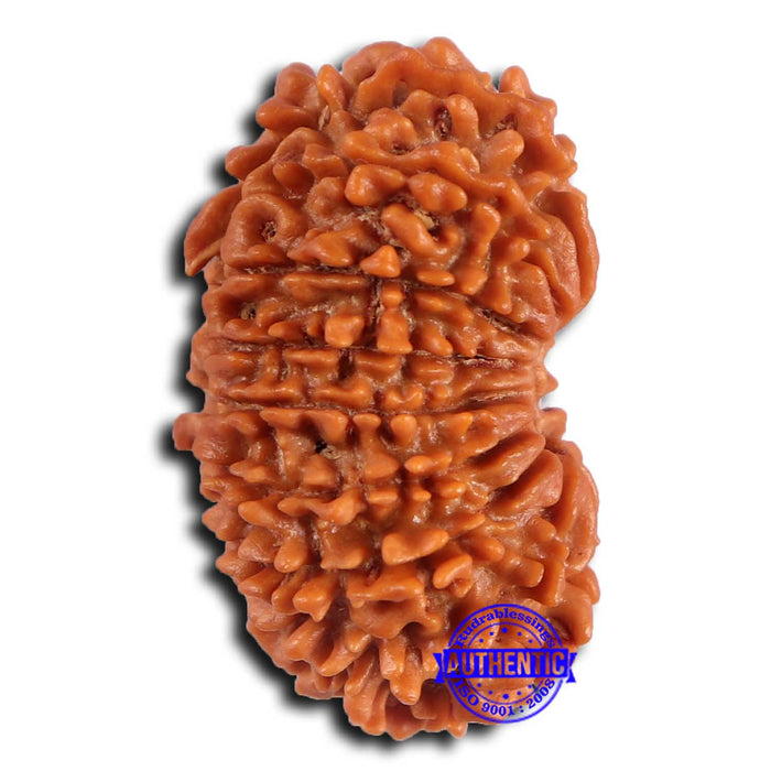 16 Mukhi Rudraksha from Nepal - Bead No. 106