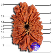 Load image into Gallery viewer, 16 Mukhi Rudraksha from Nepal - Bead No. 107
