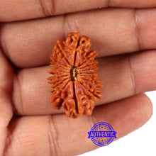 Load image into Gallery viewer, 16 Mukhi Rudraksha from Nepal - Bead No. 107
