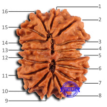 Load image into Gallery viewer, 16 Mukhi Rudraksha from Nepal - Bead No. 108
