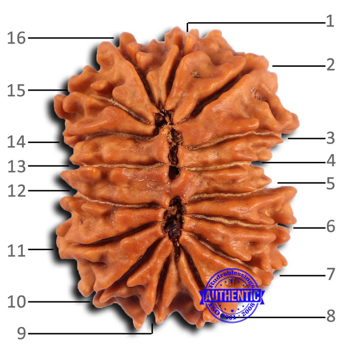 16 Mukhi Rudraksha from Nepal - Bead No. 108