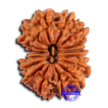 Load image into Gallery viewer, 16 Mukhi Rudraksha from Nepal - Bead No. 108
