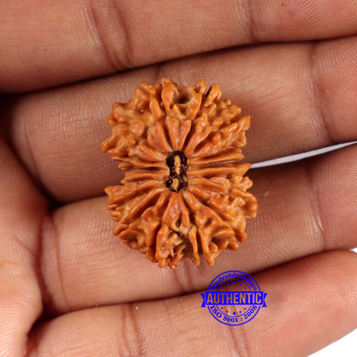 16 Mukhi Rudraksha from Nepal - Bead No. 108