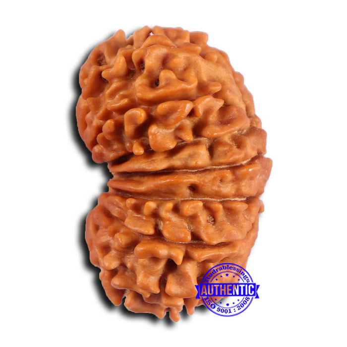 16 Mukhi Rudraksha from Nepal - Bead No. 108