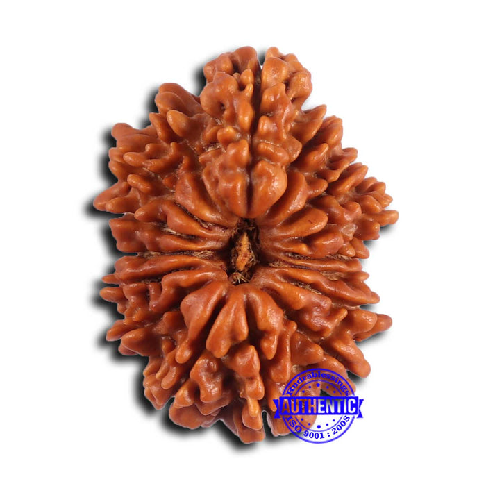 16 Mukhi Rudraksha from Nepal - Bead No. 109