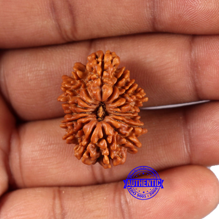 16 Mukhi Rudraksha from Nepal - Bead No. 109