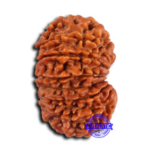Load image into Gallery viewer, 16 Mukhi Rudraksha from Nepal - Bead No. 109
