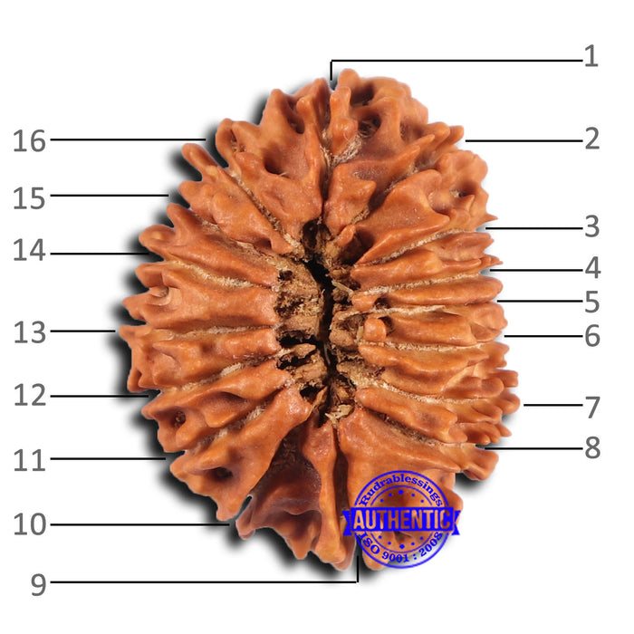 16 Mukhi Rudraksha from Nepal - Bead No. 110