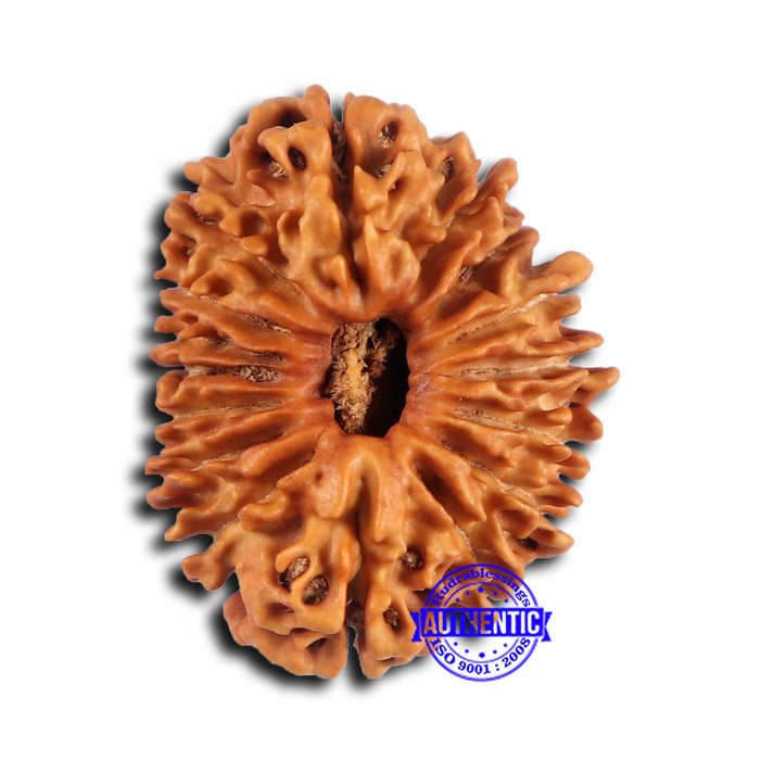 16 Mukhi Rudraksha from Nepal - Bead No. 110