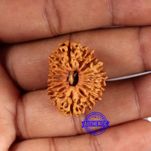 Load image into Gallery viewer, 16 Mukhi Rudraksha from Nepal - Bead No. 110
