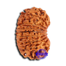 Load image into Gallery viewer, 16 Mukhi Rudraksha from Nepal - Bead No. 110
