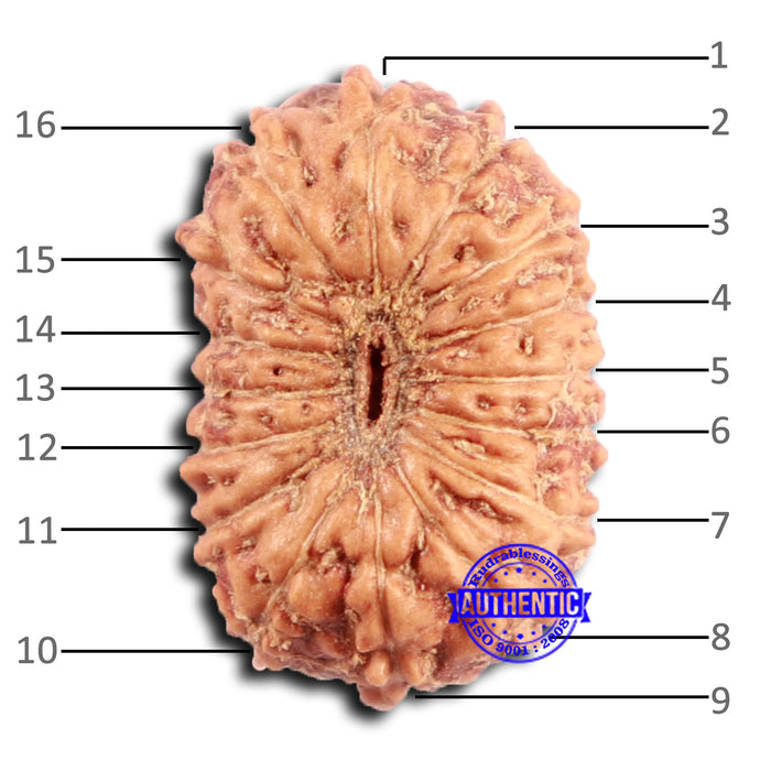 16 Mukhi Rudraksha from Indonesia - Bead No. 297