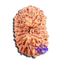 Load image into Gallery viewer, 16 Mukhi Rudraksha from Indonesia - Bead No. 297

