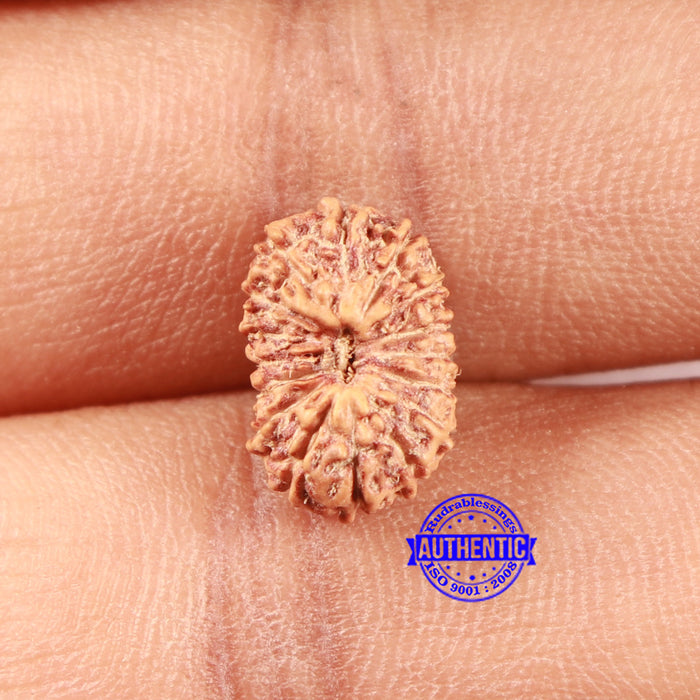 16 Mukhi Rudraksha from Indonesia - Bead No. 297