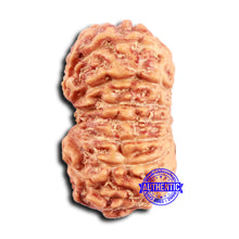 Load image into Gallery viewer, 16 Mukhi Rudraksha from Indonesia - Bead No. 297
