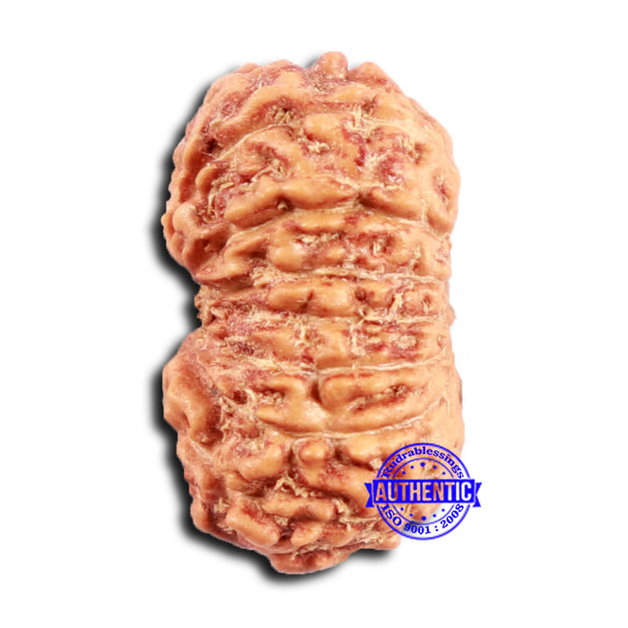 16 Mukhi Rudraksha from Indonesia - Bead No. 297