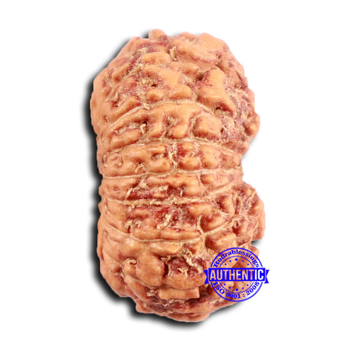 16 Mukhi Rudraksha from Indonesia - Bead No. 297