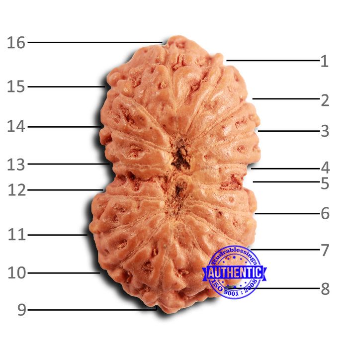 16 Mukhi Rudraksha from Indonesia - Bead No 299