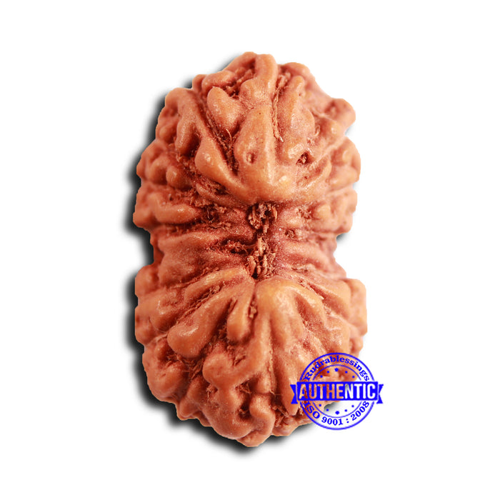 16 Mukhi Rudraksha from Indonesia - Bead No 299
