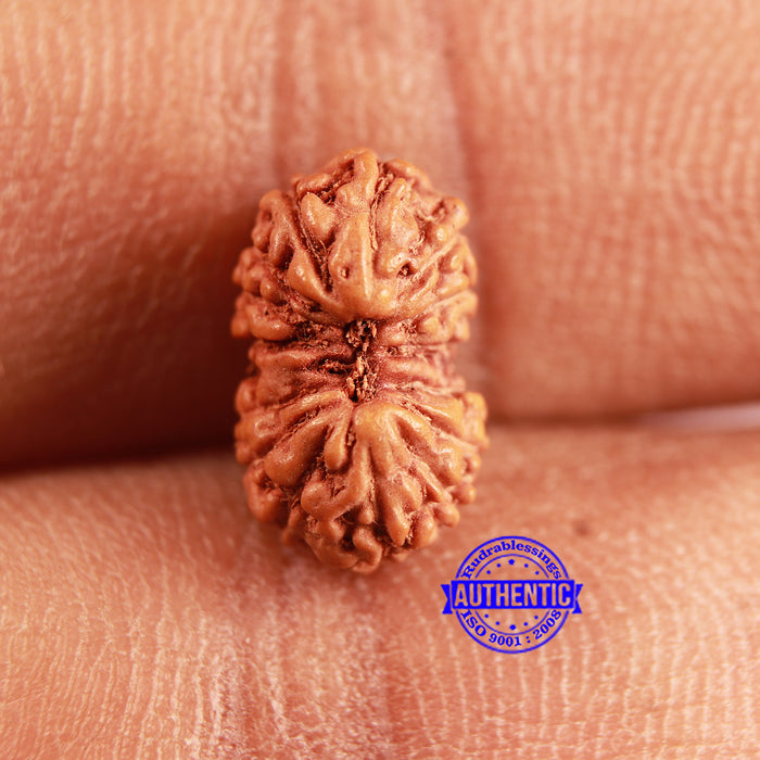 16 Mukhi Rudraksha from Indonesia - Bead No 299