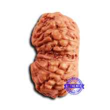 Load image into Gallery viewer, 16 Mukhi Rudraksha from Indonesia - Bead No 299
