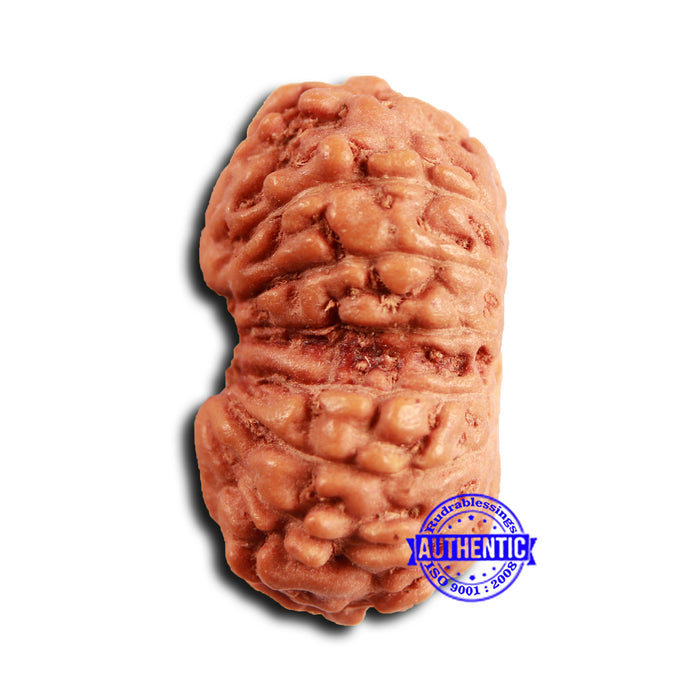 16 Mukhi Rudraksha from Indonesia - Bead No 299