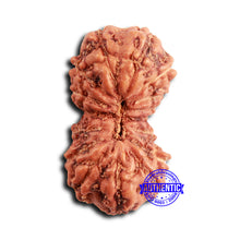 Load image into Gallery viewer, 16 Mukhi Rudraksha from Indonesia - Bead No. 300

