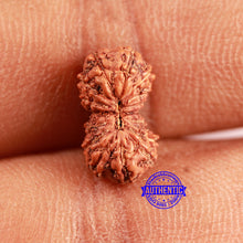 Load image into Gallery viewer, 16 Mukhi Rudraksha from Indonesia - Bead No. 300
