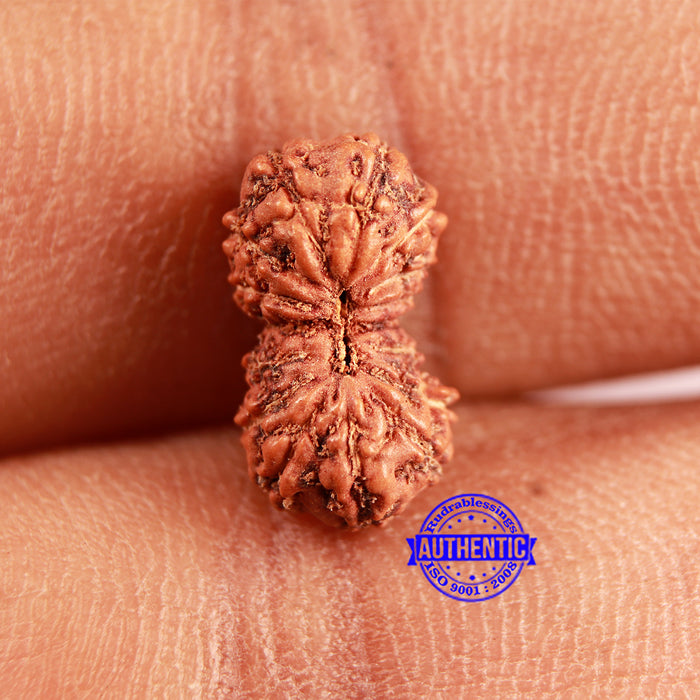16 Mukhi Rudraksha from Indonesia - Bead No. 300