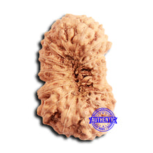 Load image into Gallery viewer, 16 Mukhi Rudraksha from Indonesia - Bead No 302
