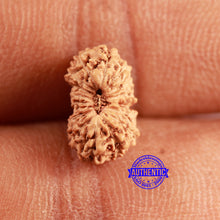 Load image into Gallery viewer, 16 Mukhi Rudraksha from Indonesia - Bead No 302
