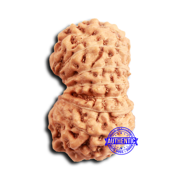 16 Mukhi Rudraksha from Indonesia - Bead No 302