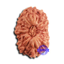 Load image into Gallery viewer, 16 Mukhi Rudraksha from Indonesia - Bead No 305
