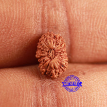 Load image into Gallery viewer, 16 Mukhi Rudraksha from Indonesia - Bead No 305
